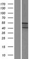 RGL4 Protein - Western validation with an anti-DDK antibody * L: Control HEK293 lysate R: Over-expression lysate