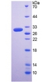 RGN / Regucalcin Protein - Recombinant  Regucalcin By SDS-PAGE