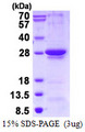 RGS1 Protein