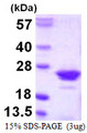 RGS10 Protein