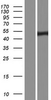 RGS11 Protein - Western validation with an anti-DDK antibody * L: Control HEK293 lysate R: Over-expression lysate