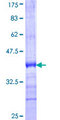 RGS11 Protein - 12.5% SDS-PAGE Stained with Coomassie Blue.