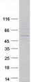 RGS11 Protein - Purified recombinant protein RGS11 was analyzed by SDS-PAGE gel and Coomassie Blue Staining