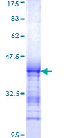 RGS12 Protein - 12.5% SDS-PAGE Stained with Coomassie Blue.