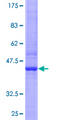 RGS13 Protein - 12.5% SDS-PAGE of human RGS13 stained with Coomassie Blue