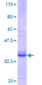 RGS13 Protein - 12.5% SDS-PAGE Stained with Coomassie Blue.