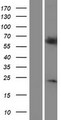 RGS14 Protein - Western validation with an anti-DDK antibody * L: Control HEK293 lysate R: Over-expression lysate