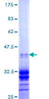 RGS14 Protein - 12.5% SDS-PAGE Stained with Coomassie Blue.