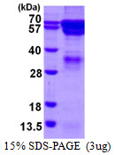 RGS14 Protein