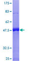 RGS16 Protein - 12.5% SDS-PAGE of human RGS16 stained with Coomassie Blue