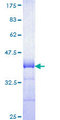RGS16 Protein - 12.5% SDS-PAGE Stained with Coomassie Blue.