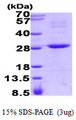RGS16 Protein