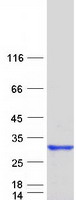 RGS16 Protein - Purified recombinant protein RGS16 was analyzed by SDS-PAGE gel and Coomassie Blue Staining