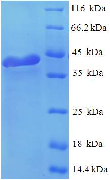 RGS2 Protein