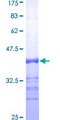 RGS2 Protein - 12.5% SDS-PAGE Stained with Coomassie Blue.