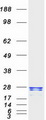 RGS2 Protein - Purified recombinant protein RGS2 was analyzed by SDS-PAGE gel and Coomassie Blue Staining