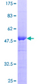 RGS20 / RGSZ1 Protein - 12.5% SDS-PAGE of human RGS20 stained with Coomassie Blue