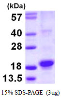 RGS21 Protein