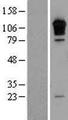 RGS3 Protein - Western validation with an anti-DDK antibody * L: Control HEK293 lysate R: Over-expression lysate