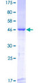 RGS3 Protein - 12.5% SDS-PAGE of human RGS3 stained with Coomassie Blue