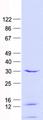 RGS3 Protein