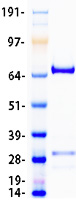 RGS3 Protein - Purified recombinant protein RGS3 was analyzed by SDS-PAGE gel and Coomassie Blue Staining