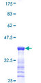 RGS5 Protein - 12.5% SDS-PAGE Stained with Coomassie Blue.