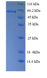 RGS7 Protein