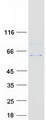 RGS7 Protein - Purified recombinant protein RGS7 was analyzed by SDS-PAGE gel and Coomassie Blue Staining