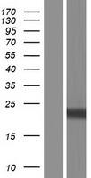 RGS8 Protein - Western validation with an anti-DDK antibody * L: Control HEK293 lysate R: Over-expression lysate