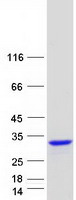 RGS8 Protein - Purified recombinant protein RGS8 was analyzed by SDS-PAGE gel and Coomassie Blue Staining