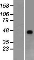RHAG Protein - Western validation with an anti-DDK antibody * L: Control HEK293 lysate R: Over-expression lysate