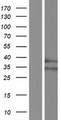 RHBDD1 Protein - Western validation with an anti-DDK antibody * L: Control HEK293 lysate R: Over-expression lysate