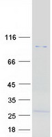 RHBDF1 Protein - Purified recombinant protein RHBDF1 was analyzed by SDS-PAGE gel and Coomassie Blue Staining