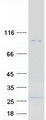 RHBDF1 Protein - Purified recombinant protein RHBDF1 was analyzed by SDS-PAGE gel and Coomassie Blue Staining