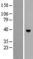 RHBDL1 Protein - Western validation with an anti-DDK antibody * L: Control HEK293 lysate R: Over-expression lysate