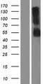 RHBG Protein - Western validation with an anti-DDK antibody * L: Control HEK293 lysate R: Over-expression lysate