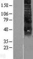 RHCE / RH Protein - Western validation with an anti-DDK antibody * L: Control HEK293 lysate R: Over-expression lysate