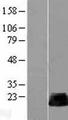 RHOB Protein - Western validation with an anti-DDK antibody * L: Control HEK293 lysate R: Over-expression lysate