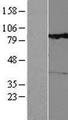 RHOBTB1 Protein - Western validation with an anti-DDK antibody * L: Control HEK293 lysate R: Over-expression lysate