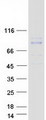 RHOBTB1 Protein - Purified recombinant protein RHOBTB1 was analyzed by SDS-PAGE gel and Coomassie Blue Staining