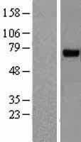 RHOBTB3 Protein - Western validation with an anti-DDK antibody * L: Control HEK293 lysate R: Over-expression lysate