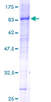 RHOBTB3 Protein - 12.5% SDS-PAGE of human RHOBTB3 stained with Coomassie Blue