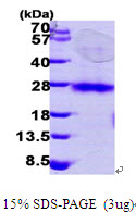 RHOC Protein