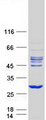 RHOD Protein - Purified recombinant protein RHOD was analyzed by SDS-PAGE gel and Coomassie Blue Staining