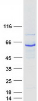 Rhodopsin Kinase / GRK1 Protein - Purified recombinant protein GRK1 was analyzed by SDS-PAGE gel and Coomassie Blue Staining