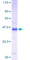RHOF Protein - 12.5% SDS-PAGE of human RHOF stained with Coomassie Blue