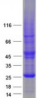 RHOF Protein - Purified recombinant protein RHOF was analyzed by SDS-PAGE gel and Coomassie Blue Staining