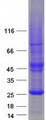 RHOF Protein - Purified recombinant protein RHOF was analyzed by SDS-PAGE gel and Coomassie Blue Staining