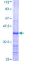 RHOG / ARHG Protein - 12.5% SDS-PAGE Stained with Coomassie Blue.
